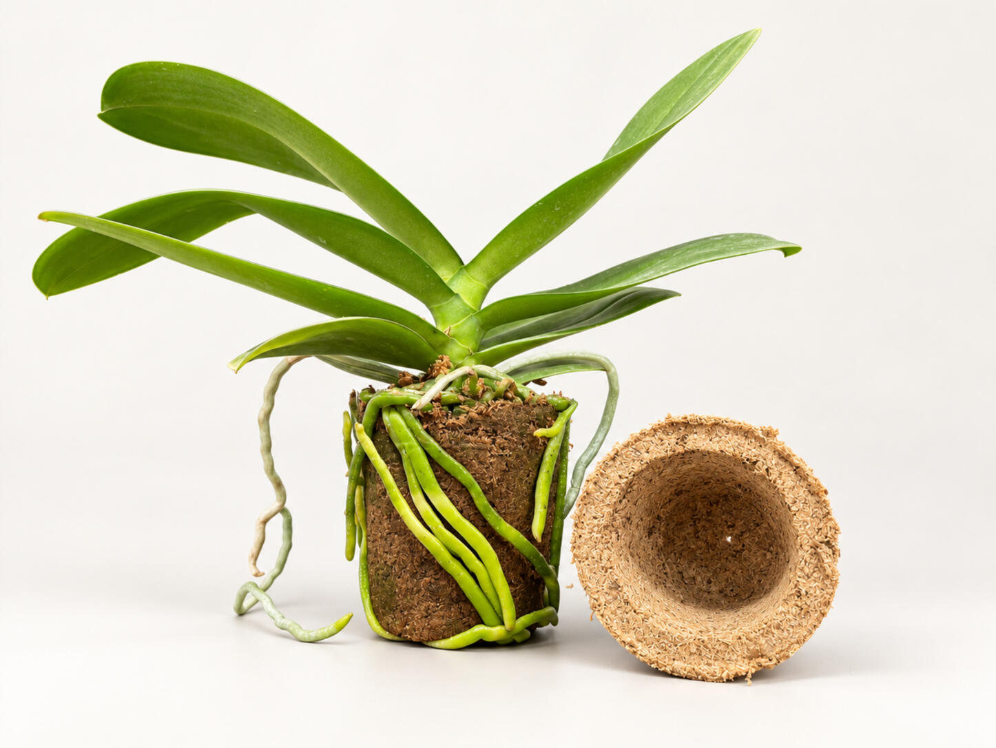 Orchid growing in U-POT with visible healthy roots